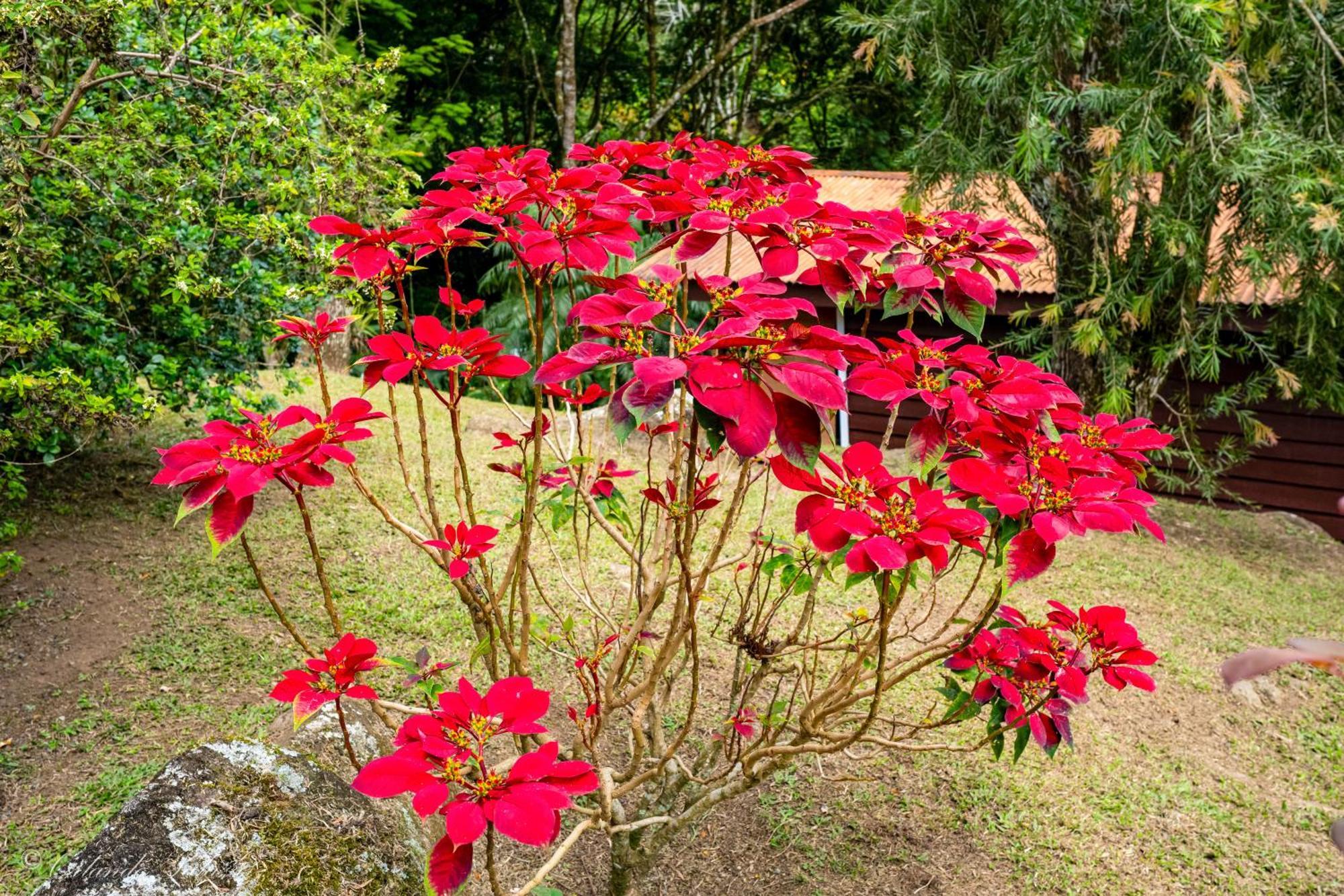 Hospedaje La Naciente Turrialba Exterior foto