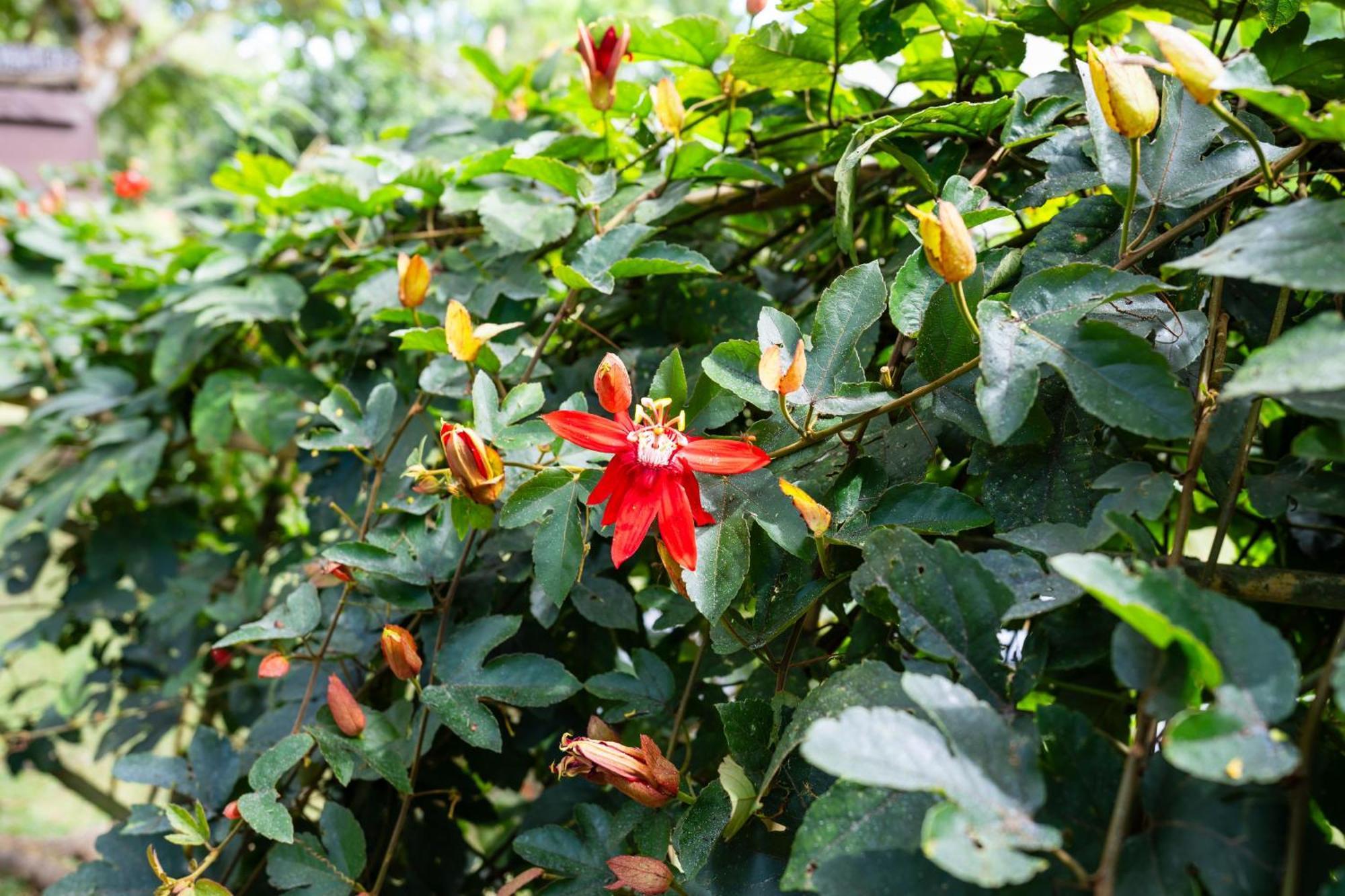 Hospedaje La Naciente Turrialba Exterior foto